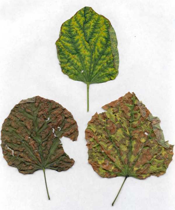 Herbicide Damage to Plants